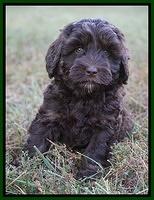 Jetta Texas pups 7 wks old 121