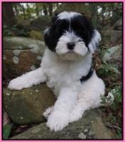 Giadone family: Stella