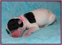 Jetta Texas Newborn pups 74
