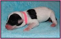 Jetta Texas Newborn pups 84