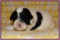 Jetta Texas pups 2 wks old 71