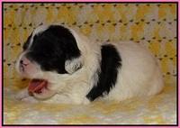 Jetta Texas pups 2 wks old 81