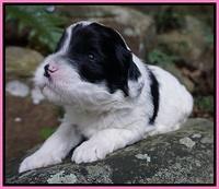 Jetta Texas pups 3 wks old 91