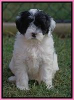 Jetta Texas pups 6 wks old 111