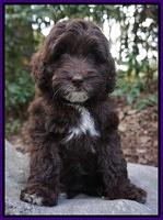 Roesel family:  Abbie