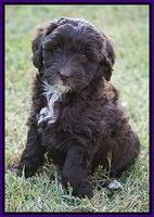 Jetta Texas pups 6 wks old 131