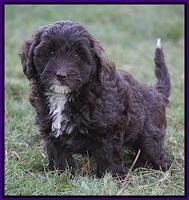 Jetta Texas pups 7 wks old 181