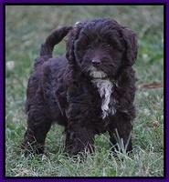 Jetta Texas pups 7 wks old 201