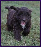 Jetta Texas pups 7 wks old 211