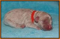 Jetta Texas Newborn pups 124