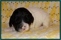 Jetta Texas pups 2 wks old 131