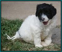 Jetta Texas pups 35100