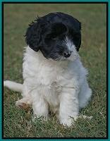 Jetta Texas pups 6 wks old 181