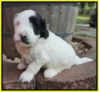 Jetta Texas pups 4 wks old 271