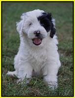 Jetta Texas pups 7 wks old 291