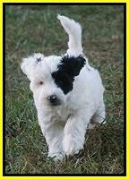 Jetta Texas pups 7 wks old 311