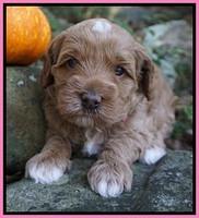 Ellie Parson pups 4 wks old 31