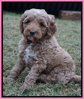 Ellie Parson pups 6 wks old 11
