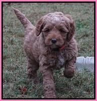 Ellie Parson pups 6 wks old 31