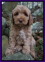 Ellie Mae Parson pups 8 wks old 61