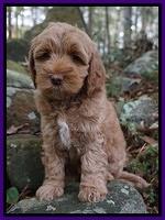 Ellie Mae Parson pups 8 wks old 71