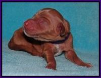 Ellie Parson Newborn pups41