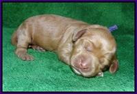 Ellie Parson pups 1 wk old41