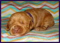 Ellie Parson pups 2 weeks old 51