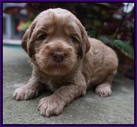 Ellie Parson pups 3 wks old 51