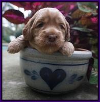 Ellie Parson pups 3 wks old 71