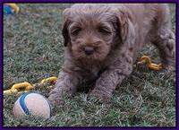 Ellie Parson pups 6 wks old 71