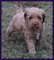 Ellie Parson pups 6 wks old 91