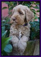 Ellie Parson pups 7 wks old 151