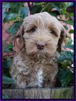 Ellie Parson pups 7 wks old 181