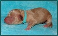 Ellie Parson Newborn pups51