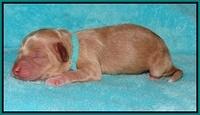Ellie Parson Newborn pups61