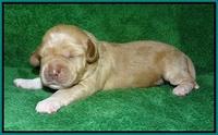 Ellie Parson pups 1 wk old61