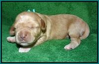 Ellie Parson pups 1 wk old71