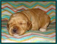 Ellie Parson pups 2 weeks old 71