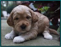 Ellie Parson pups 3 wks old 101