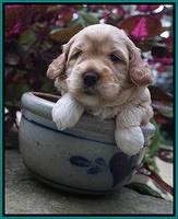 Ellie Parson pups 3 wks old 81