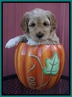 Ellie Parson pups 5 wks old 91