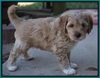 Ellie Parson pups 6 wks old 101