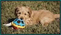 Ellie Parson pups 6 wks old 121