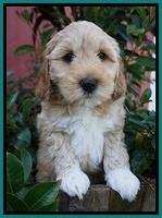 Ellie Parson pups 7 wks old 331