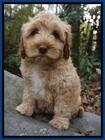 Ellie Mae Parson pups 8 wks old 181