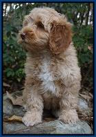 Ellie Mae Parson pups 8 wks old 191