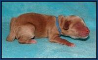 Ellie Parson Newborn pups71