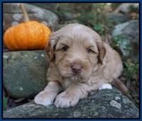 Ellie Parson pups 4 wks old 101