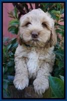 Ellie Parson pups 7 wks old 51